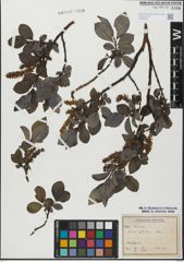 Foto von Salix glabra Scop.